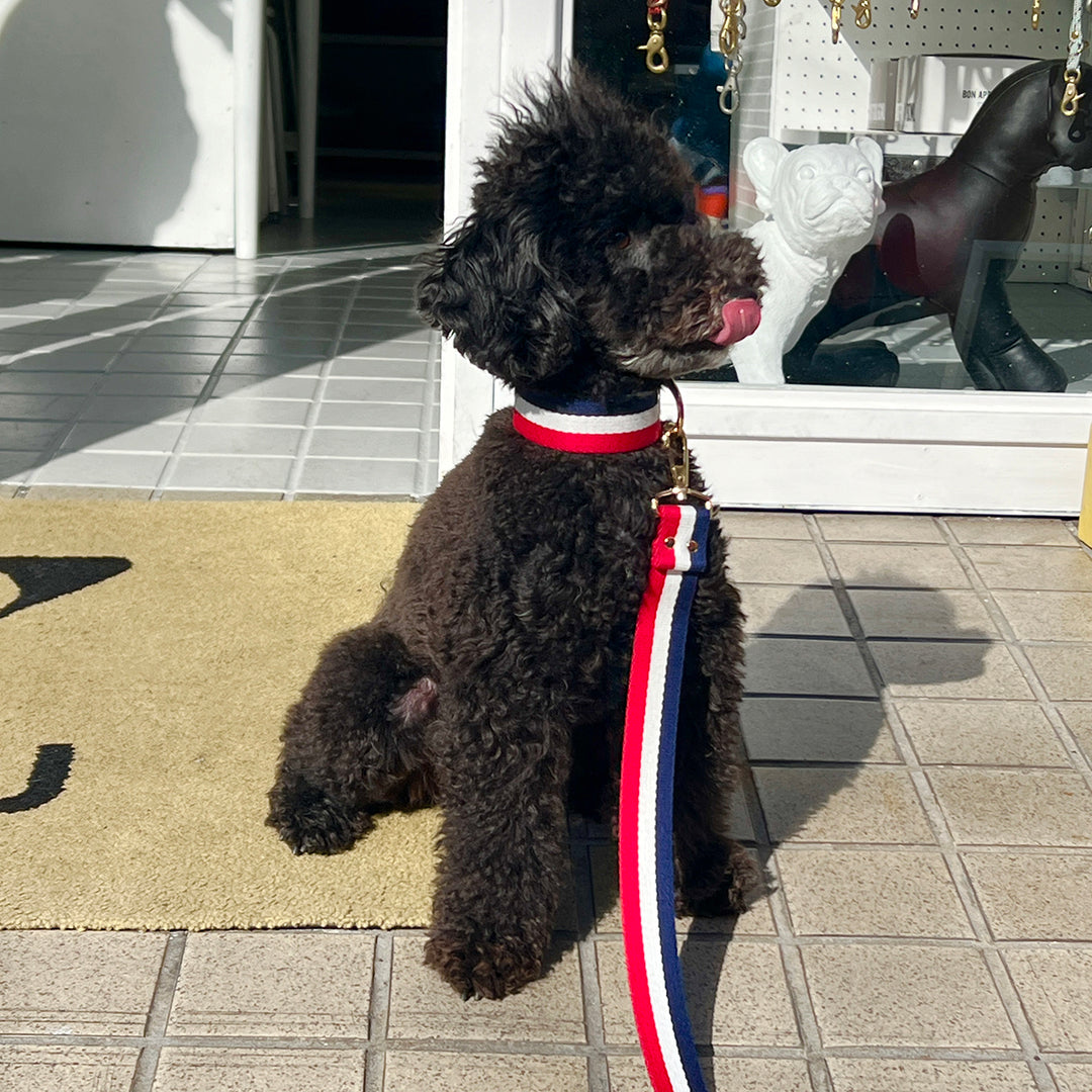 HOSU ストライプストラップドッグリード(30mm)/フレンチ – NAKAMEGURO