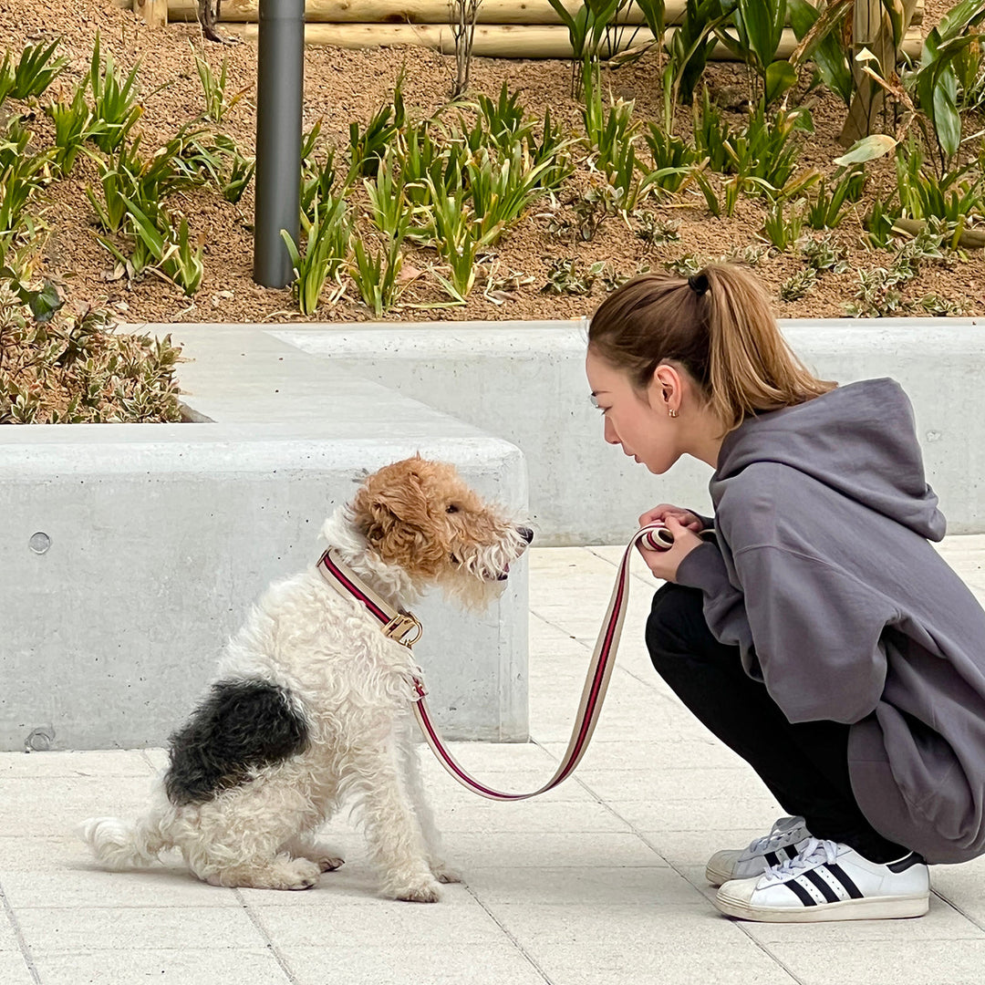 HOSU ストライプストラップドッグリード(30mm)/フレンチ – NAKAMEGURO