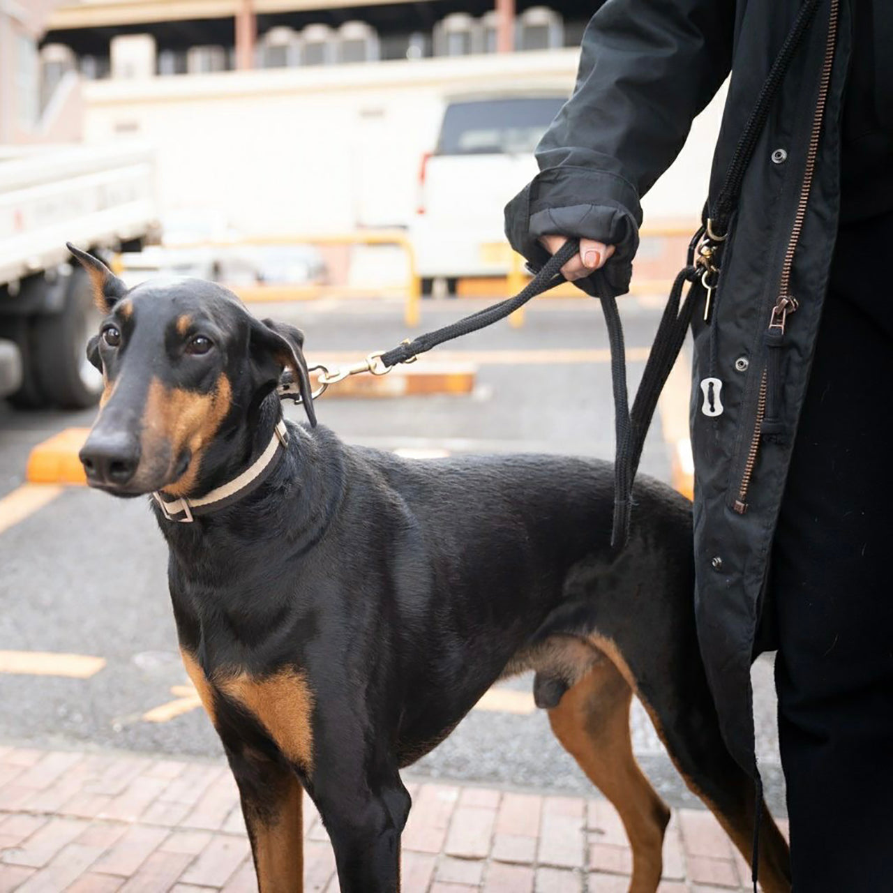 HOSU スプライスドッグリード(中型犬 大型犬)/ブルー